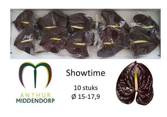 Sākot ar  15.04 R XXL anthurium,cena par 1 gb